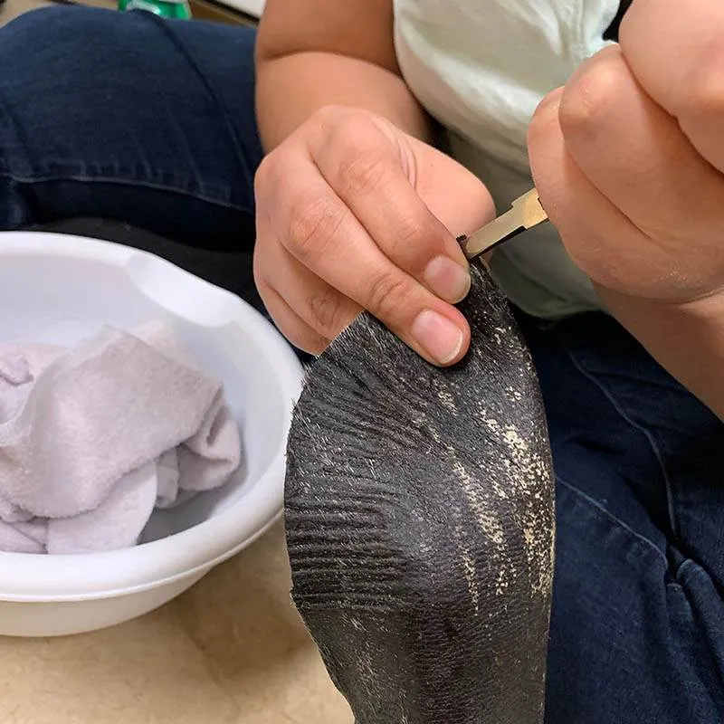 A Journey To What Matters And Asca Partnership Artshops 2019 Kamipiaq Hard Bottom Crimping Class