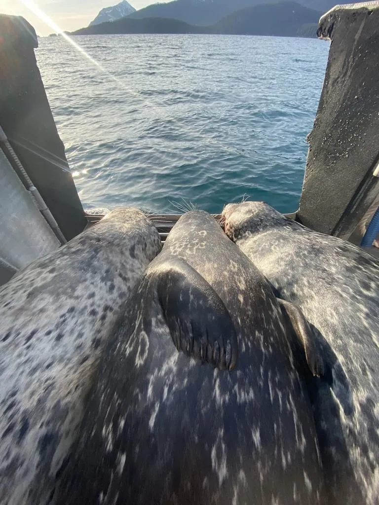 A Journey To What Matters And Asca Partnership Artshops 2020 Traditional And Contemporary Skin Sewing With Marine Mammals